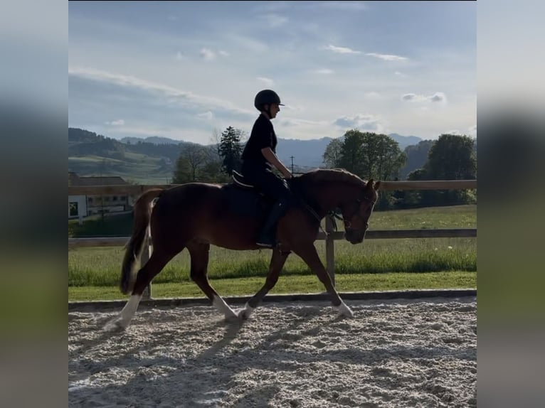 Deutsches Reitpony Wallach 7 Jahre 148 cm Fuchs in Entlebuch