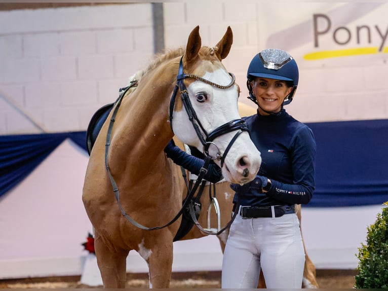 Deutsches Reitpony Wallach 7 Jahre 148 cm Fuchs in Marsberg