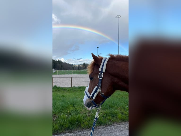 Deutsches Reitpony Wallach 7 Jahre 148 cm Fuchs in Aesch (Neftenbach)