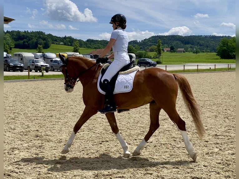 Deutsches Reitpony Wallach 7 Jahre 148 cm Fuchs in Aesch (Neftenbach)