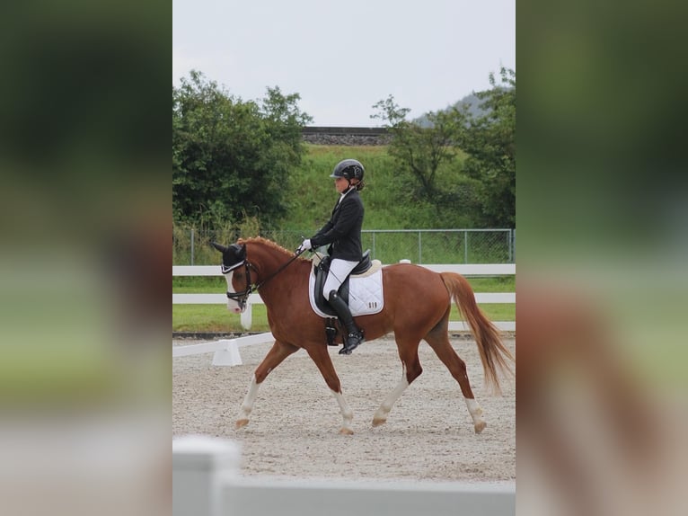 Deutsches Reitpony Wallach 7 Jahre 148 cm Fuchs in Aesch (Neftenbach)