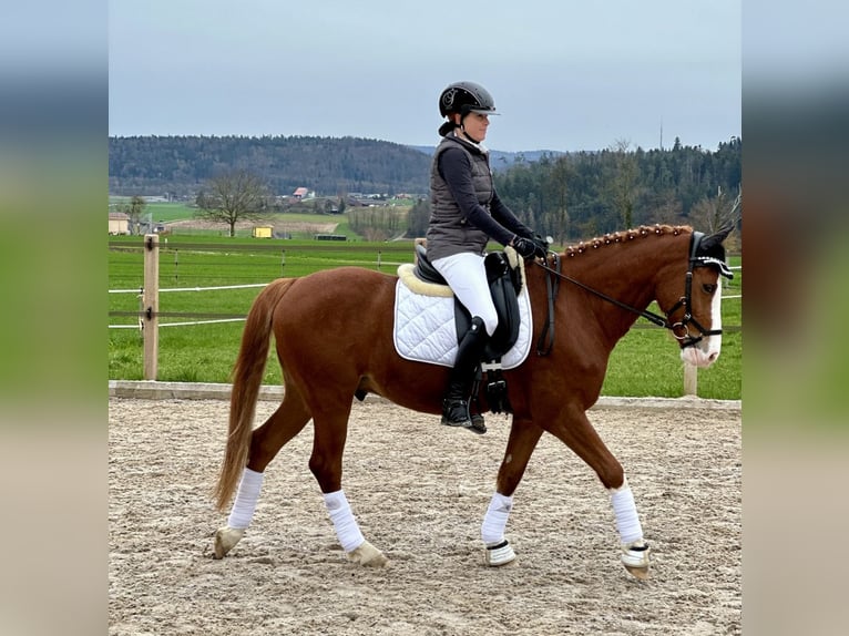 Deutsches Reitpony Wallach 7 Jahre 148 cm Fuchs in Aesch (Neftenbach)