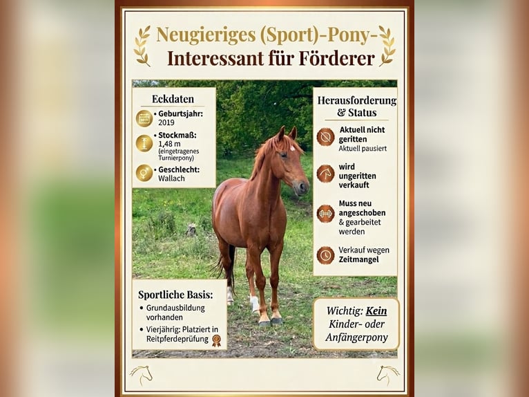 Deutsches Reitpony Wallach 7 Jahre 148 cm Fuchs in Grüneberg