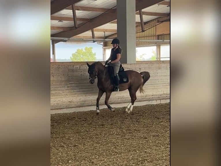 Deutsches Reitpony Wallach 7 Jahre 148 cm Fuchs in Schemmerhofen
