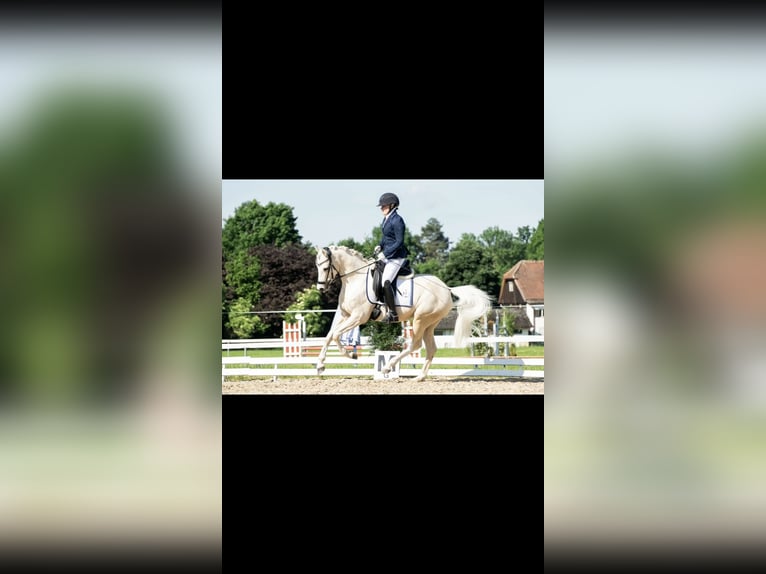 Deutsches Reitpony Wallach 7 Jahre 148 cm Palomino in Jengen