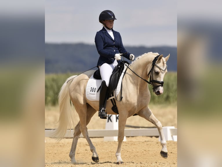 Deutsches Reitpony Wallach 7 Jahre 148 cm Palomino in Jengen