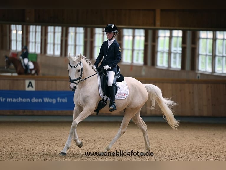 Deutsches Reitpony Wallach 7 Jahre 148 cm Palomino in Jengen