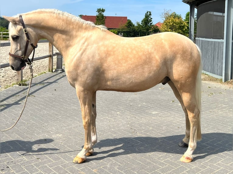 Deutsches Reitpony Wallach 7 Jahre 148 cm Palomino in Fürstenau