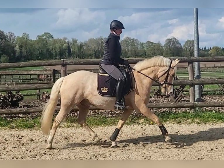 Deutsches Reitpony Wallach 7 Jahre 148 cm Palomino in Haltern am See