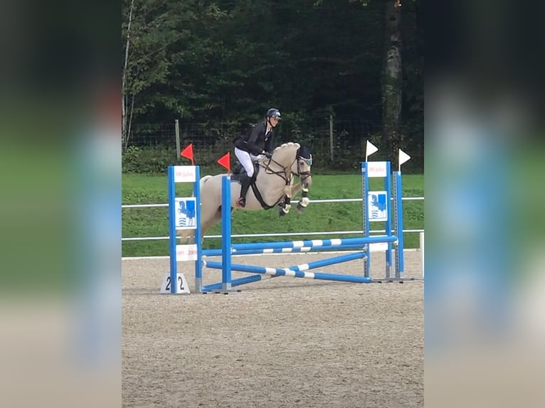Deutsches Reitpony Wallach 7 Jahre 148 cm Palomino in Lengwil