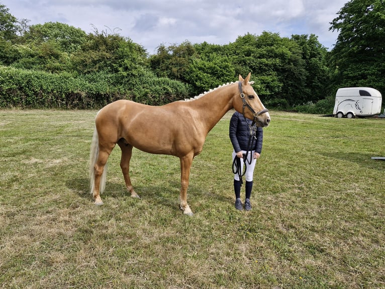 Deutsches Reitpony Wallach 7 Jahre 148 cm Palomino in Wunstorf
