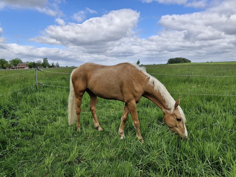 Deutsches Reitpony Wallach 7 Jahre 148 cm Palomino in Wunstorf