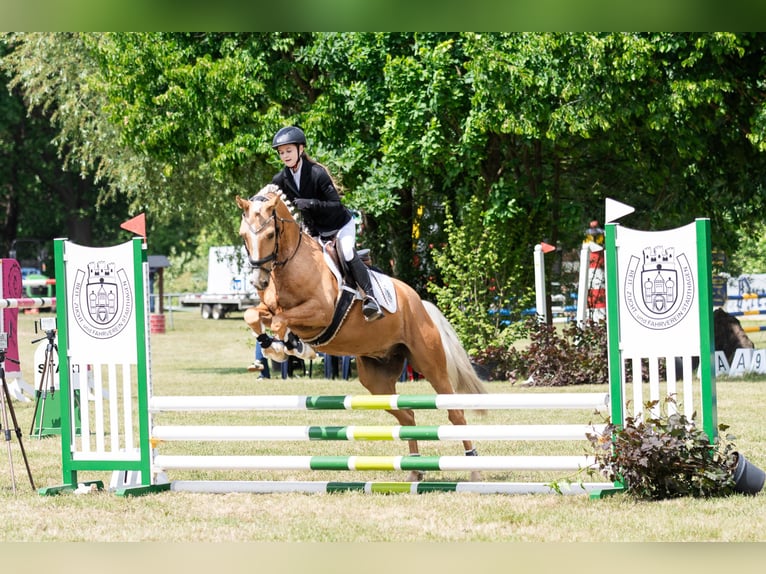 Deutsches Reitpony Wallach 7 Jahre 148 cm Palomino in Wunstorf