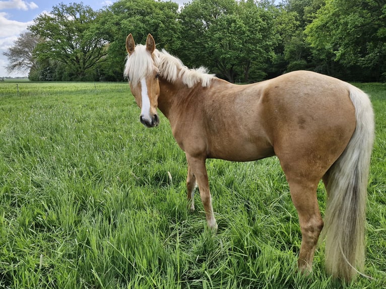 Deutsches Reitpony Wallach 7 Jahre 148 cm Palomino in Wunstorf