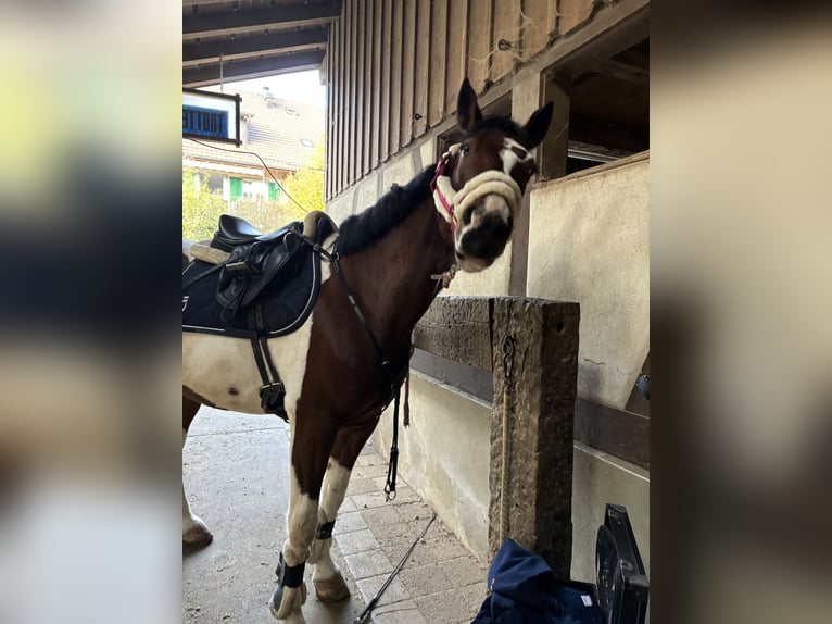 Deutsches Reitpony Wallach 7 Jahre 148 cm Schecke in Thundorf