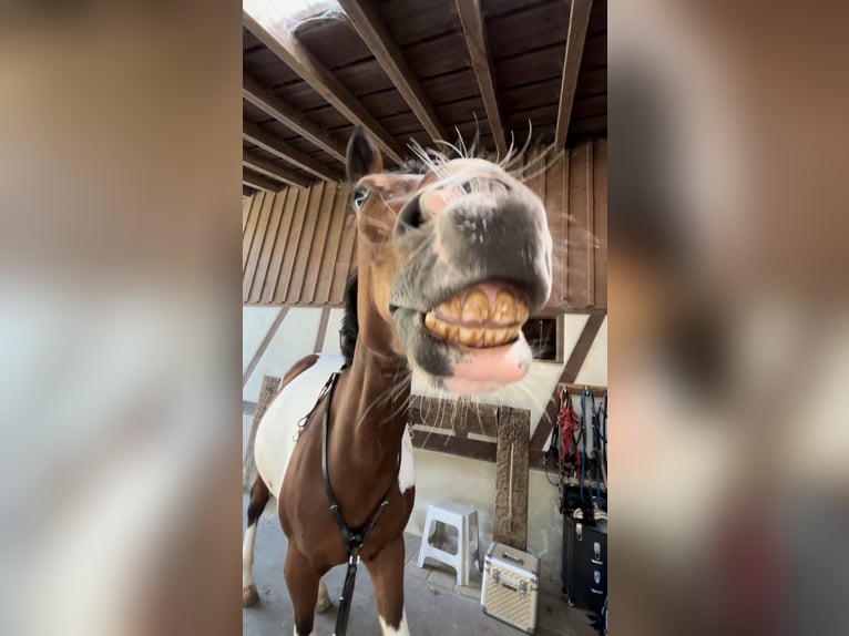 Deutsches Reitpony Wallach 7 Jahre 148 cm Schecke in Thundorf