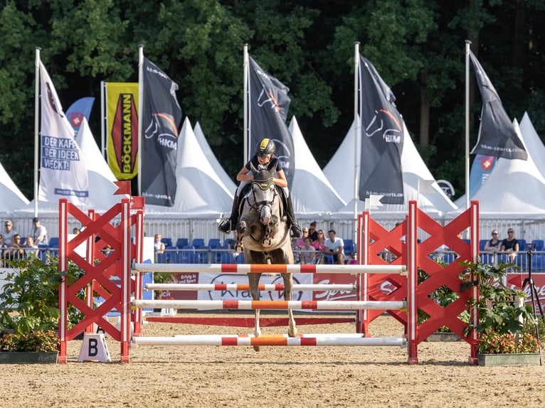 Deutsches Reitpony Wallach 7 Jahre 148 cm Schimmel in Ascheberg