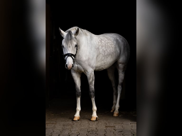 Deutsches Reitpony Wallach 7 Jahre 148 cm Schimmel in Ascheberg