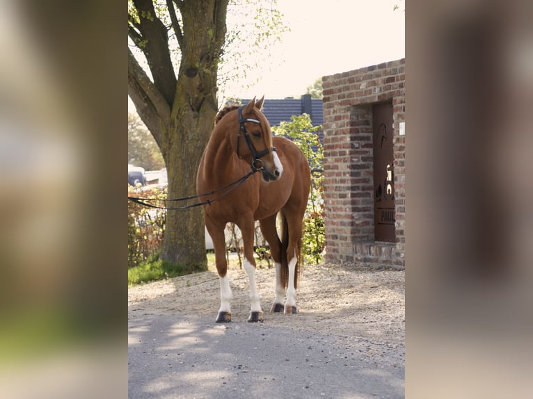 Deutsches Reitpony Wallach 7 Jahre 150 cm Fuchs in Schwalmtal