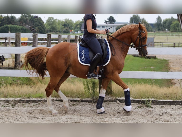 Deutsches Reitpony Wallach 7 Jahre 150 cm Fuchs in Schwalmtal