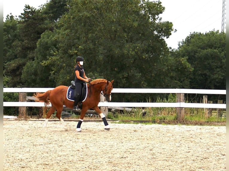 Deutsches Reitpony Wallach 7 Jahre 150 cm Fuchs in Schwalmtal