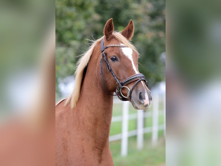 Deutsches Reitpony Wallach 7 Jahre 150 cm Fuchs in Hochdorf-Assenheim