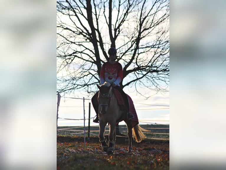 Deutsches Reitpony Wallach 7 Jahre 150 cm Palomino in Osterfeld