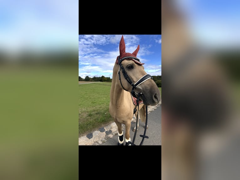 Deutsches Reitpony Wallach 7 Jahre 150 cm Palomino in Osterfeld