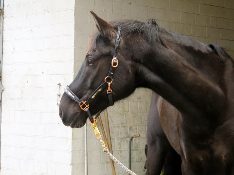 Deutsches Reitpony Wallach 7 Jahre 150 cm Rappe in Winsen (Aller)