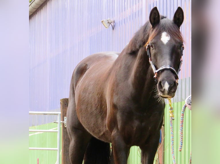 Deutsches Reitpony Wallach 7 Jahre 150 cm Rappe in Winsen (Aller)