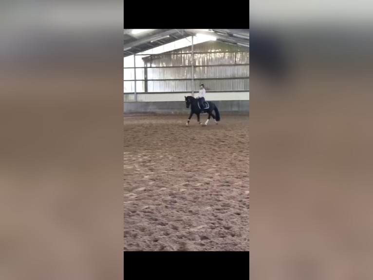 Deutsches Reitpony Wallach 7 Jahre 150 cm Rappe in Winsen (Aller)