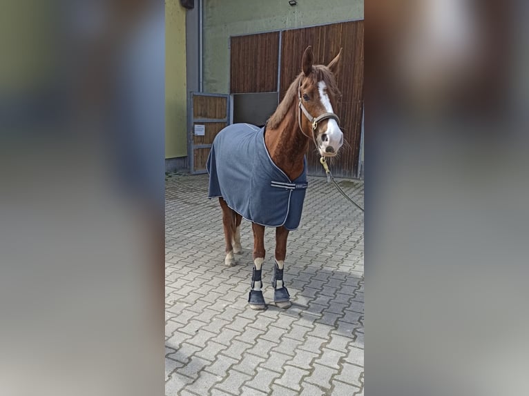 Deutsches Reitpony Wallach 7 Jahre 151 cm Fuchs in NeuriedNeuried
