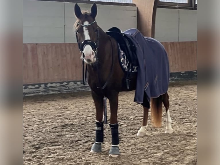 Deutsches Reitpony Wallach 7 Jahre 151 cm Fuchs in NeuriedNeuried