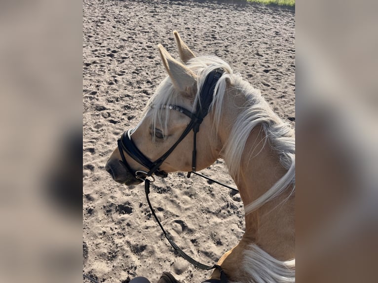 Deutsches Reitpony Wallach 7 Jahre 152 cm Dunalino in Steinhagen
