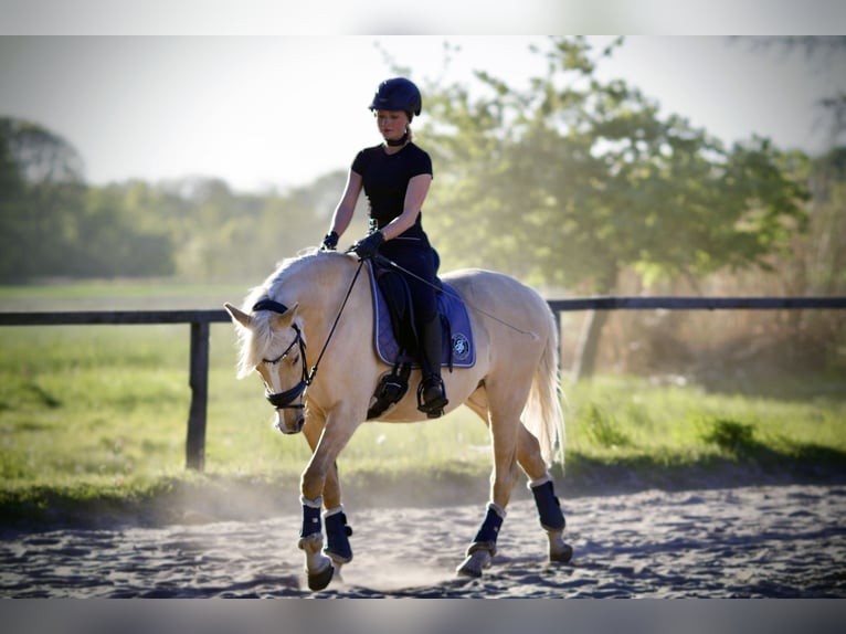 Deutsches Reitpony Wallach 7 Jahre 152 cm Dunalino in Steinhagen