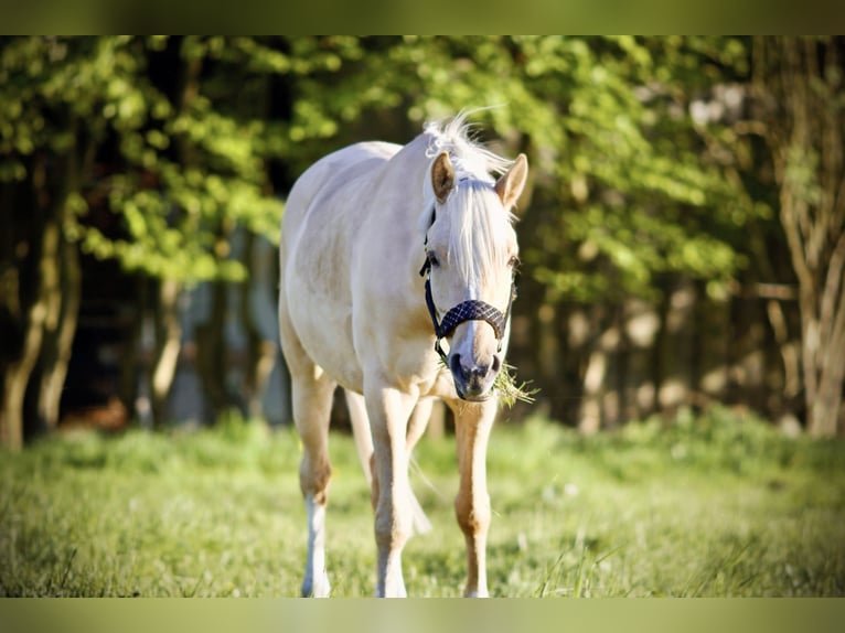 Deutsches Reitpony Wallach 7 Jahre 152 cm Dunalino in Steinhagen