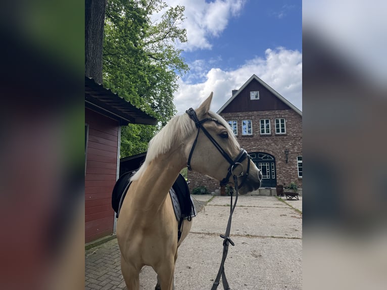 Deutsches Reitpony Wallach 7 Jahre 152 cm Dunalino in Steinhagen