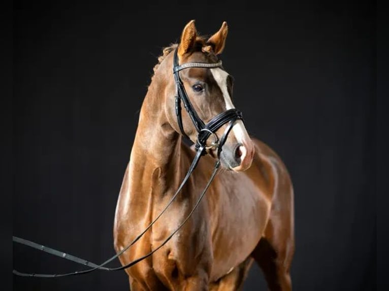 Deutsches Reitpony Wallach 7 Jahre 152 cm Dunkelfuchs in Frankenberg/Sachsen