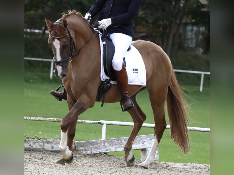 Deutsches Reitpony Wallach 7 Jahre 152 cm Fuchs in Wien, Leopoldstadt