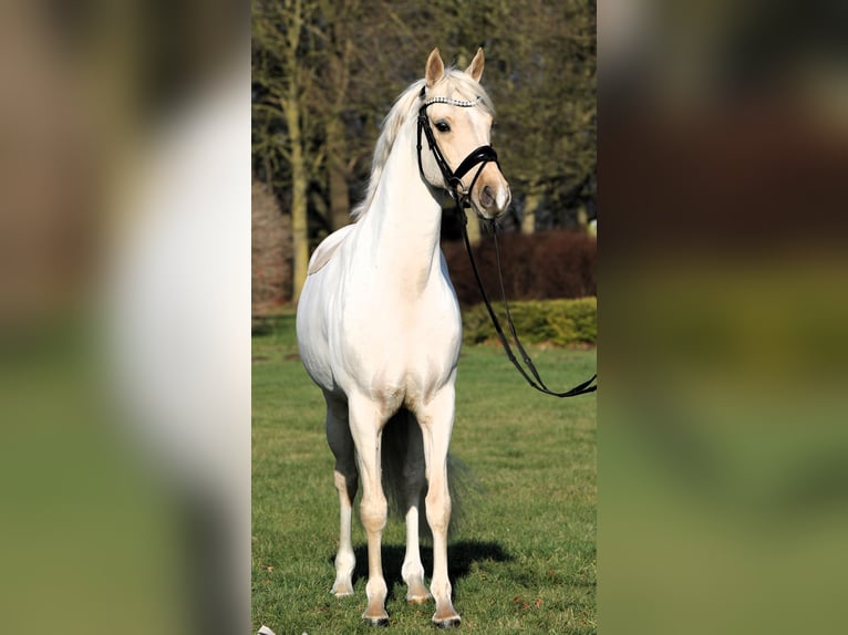 Deutsches Reitpony Wallach 7 Jahre 152 cm Palomino in Rehburg-Loccum Münchehagen