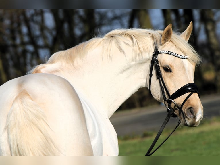 Deutsches Reitpony Wallach 7 Jahre 152 cm Palomino in Rehburg-Loccum Münchehagen