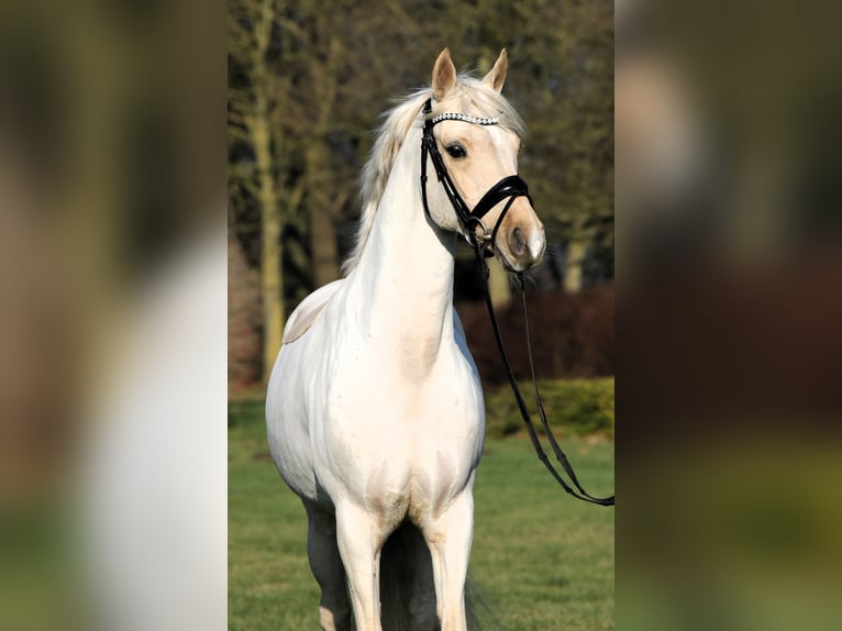 Deutsches Reitpony Wallach 7 Jahre 152 cm Palomino in Rehburg-Loccum Münchehagen