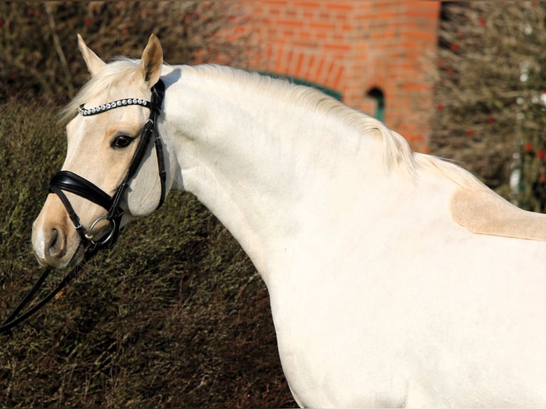 Deutsches Reitpony Wallach 7 Jahre 152 cm Palomino in Rehburg-Loccum Münchehagen