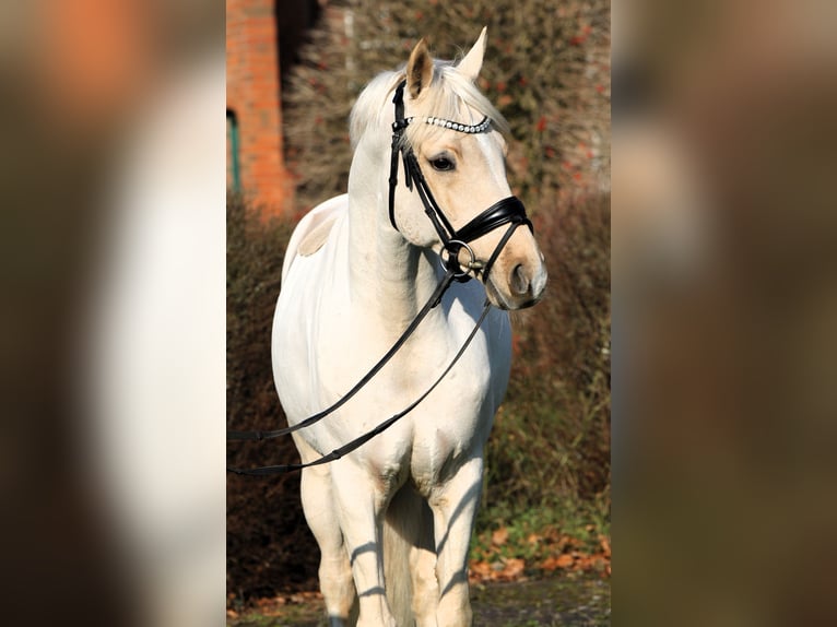 Deutsches Reitpony Wallach 7 Jahre 152 cm Palomino in Rehburg-Loccum Münchehagen