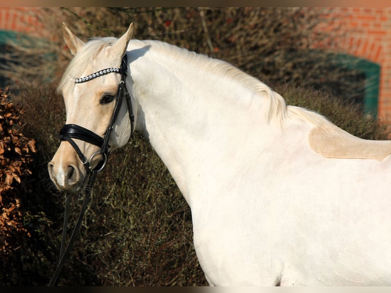 Deutsches Reitpony Wallach 7 Jahre 152 cm Palomino in Rehburg-Loccum Münchehagen