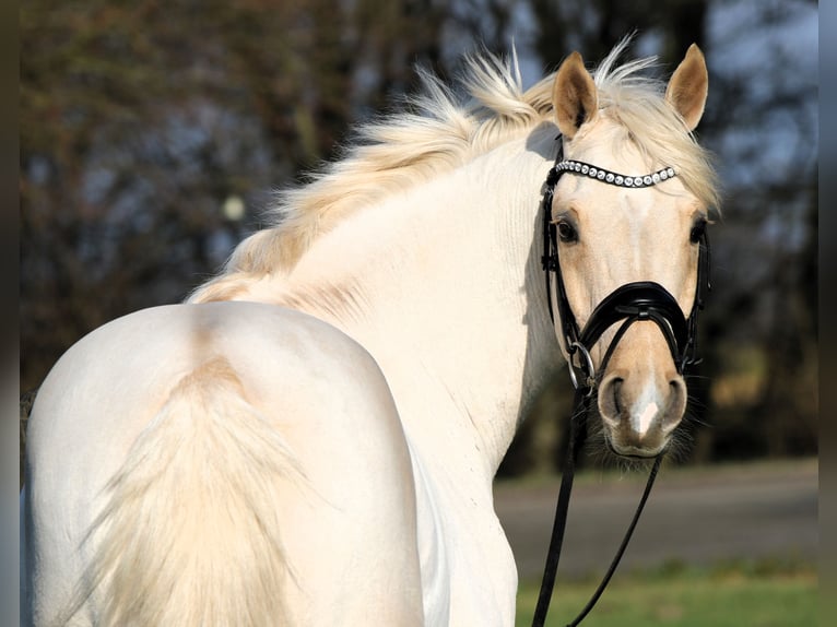 Deutsches Reitpony Wallach 7 Jahre 152 cm Palomino in Rehburg-Loccum Münchehagen