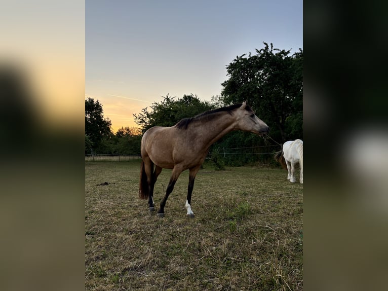 Deutsches Reitpony Wallach 7 Jahre 153 cm Buckskin in Rottenburg am Neckar