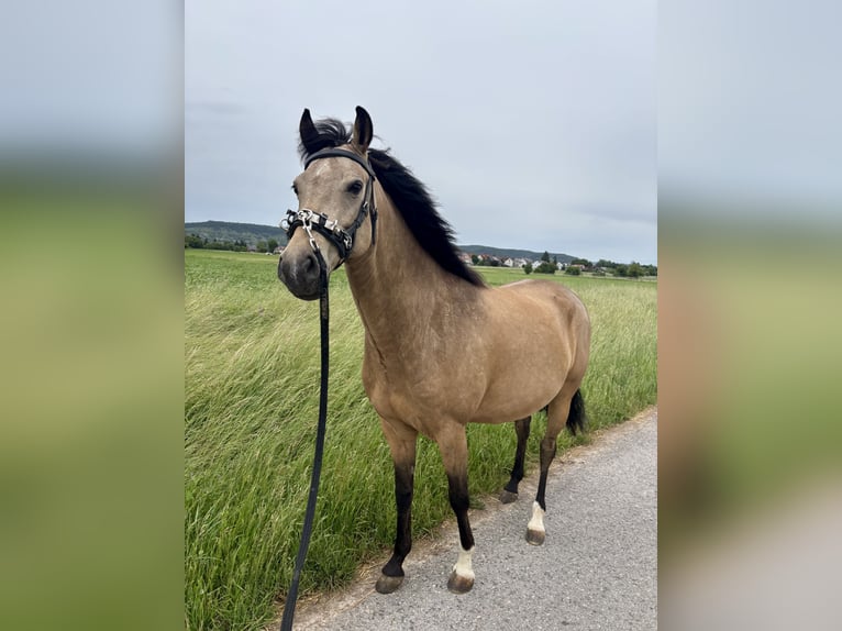 Deutsches Reitpony Wallach 7 Jahre 153 cm Buckskin in Rottenburg am Neckar