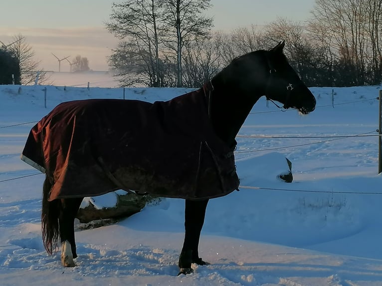 Deutsches Reitpony Wallach 7 Jahre 153 cm Dunkelbrauner in Dobersdorf