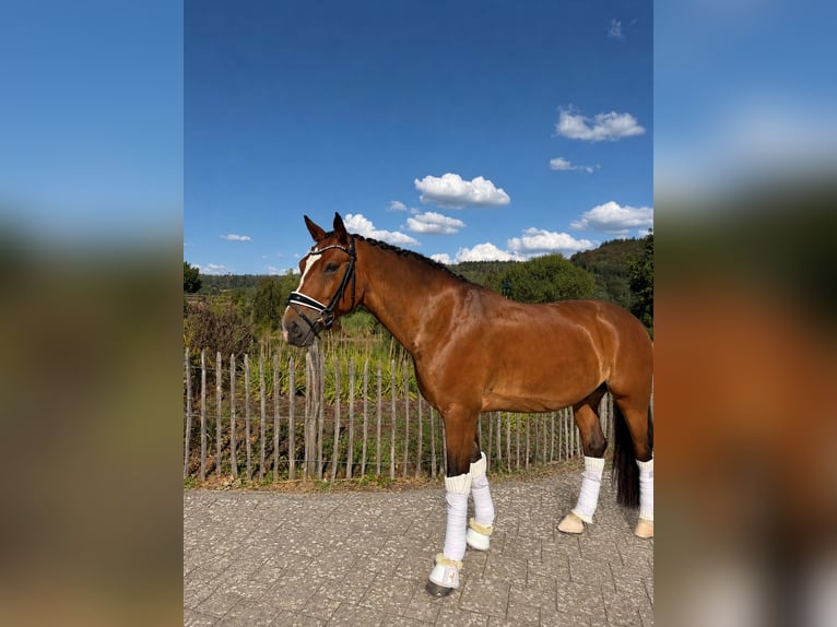 Deutsches Reitpony Wallach 7 Jahre 153 cm Dunkelbrauner in Haiger